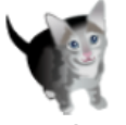 cat.png