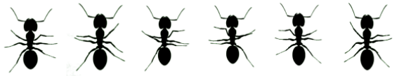 new_bug_images.png